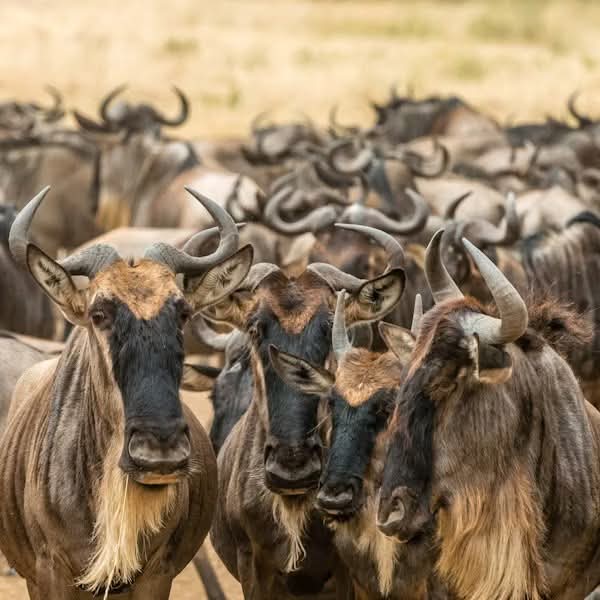 background image for - Tarangire And Ngorongoro Safari