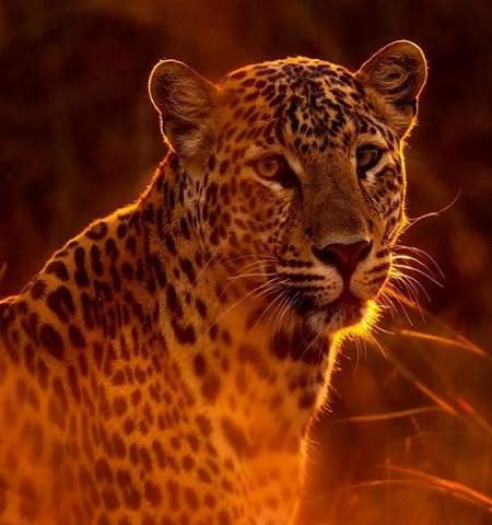 background image for - Day Trip Tanzania Safari