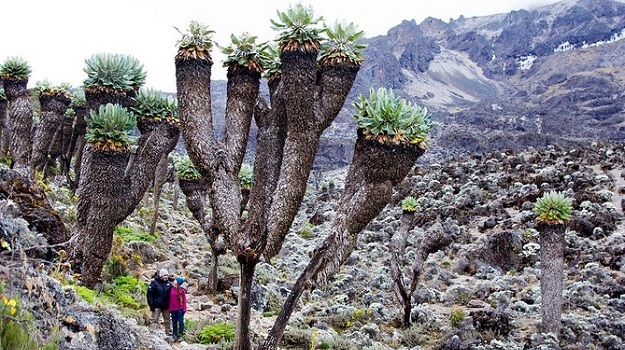 Image number 3 for 6 Days 5nights Mount Kilimanjaro-Via Marangu Route