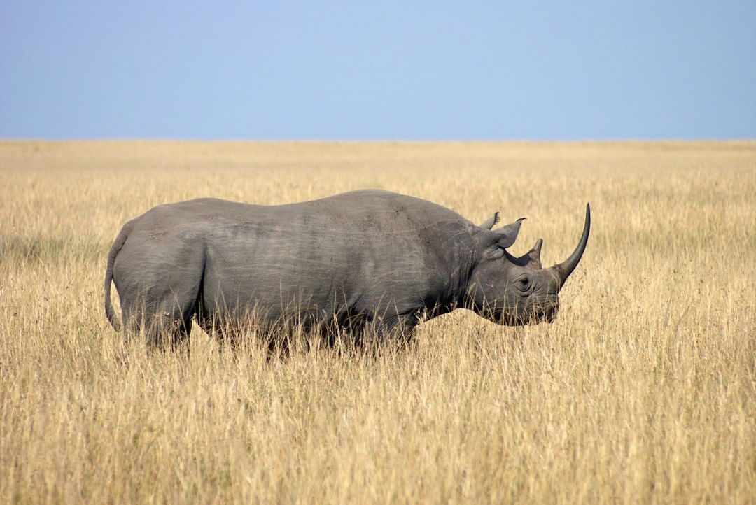 Image number 2 for 4 Day Tanzania Camping Safari