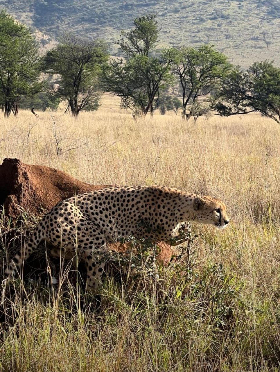 Image number 6 for 5-Day Wonderful Great Migration At Mara River Crossing