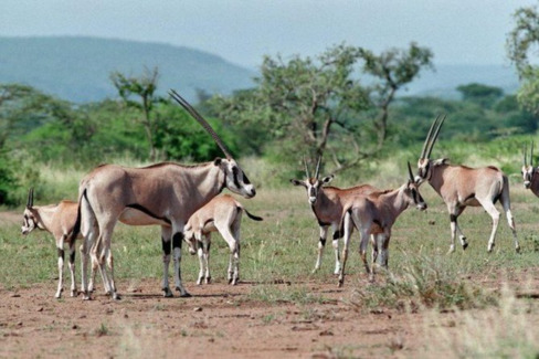 Image number 10 for Awash National Park Wildlife Safari Tour