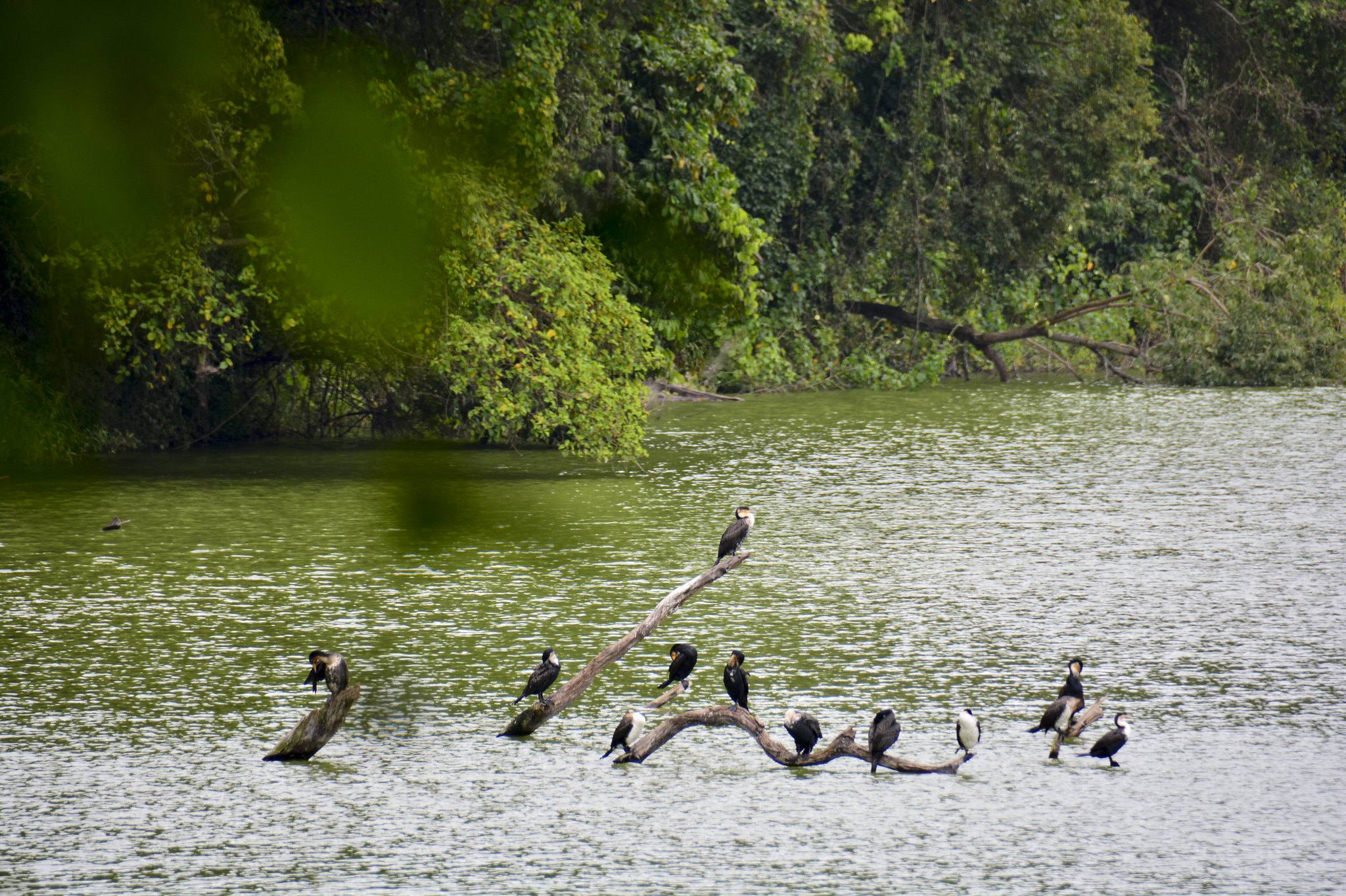 Image number 1 for Best Day Trip Lake Duluti From Arusha