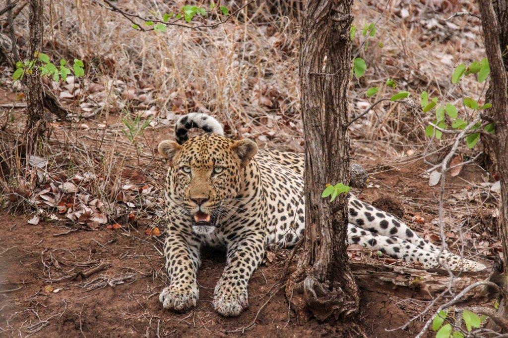 background image for - 3 Days Tanzania Private Safari