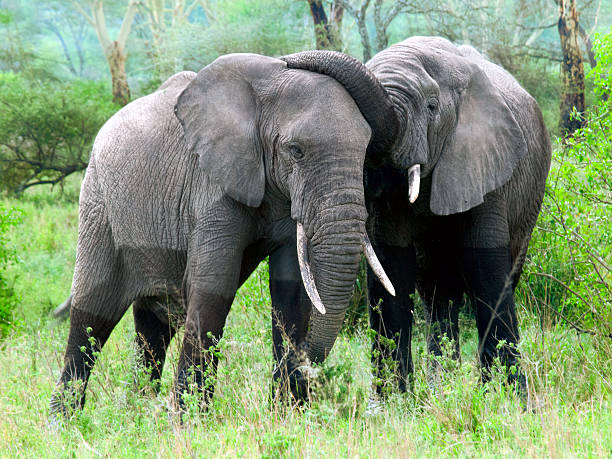 background image for - Best 6 Days Serengeti Safari From Arusha