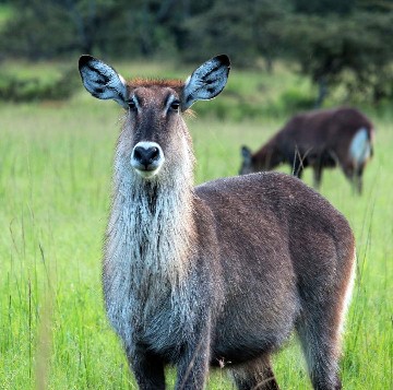 Image number 4 for Classic Tanzania Safari Private Mid-range