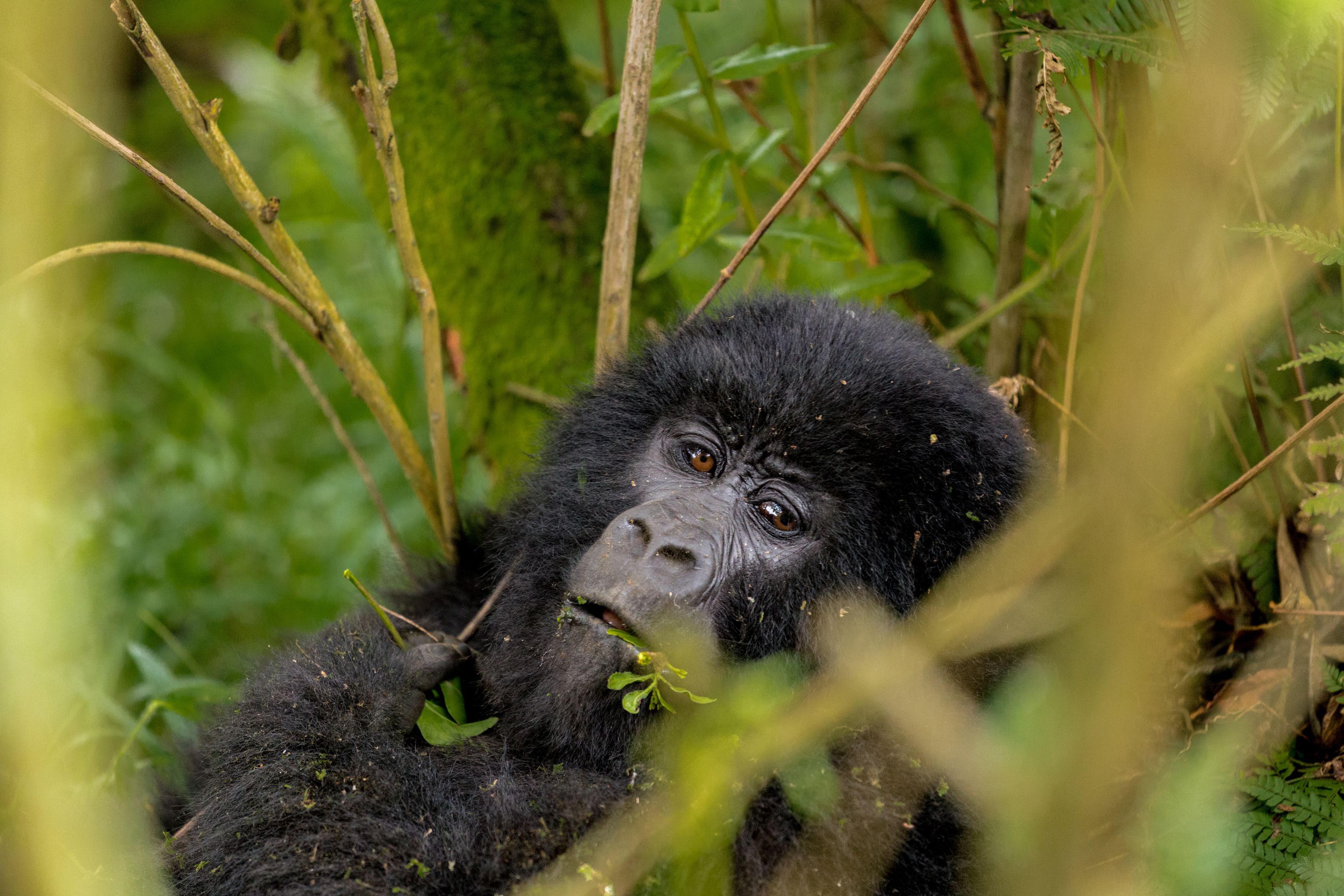 Image number 6 for 8-Days Gorilla Group Tours