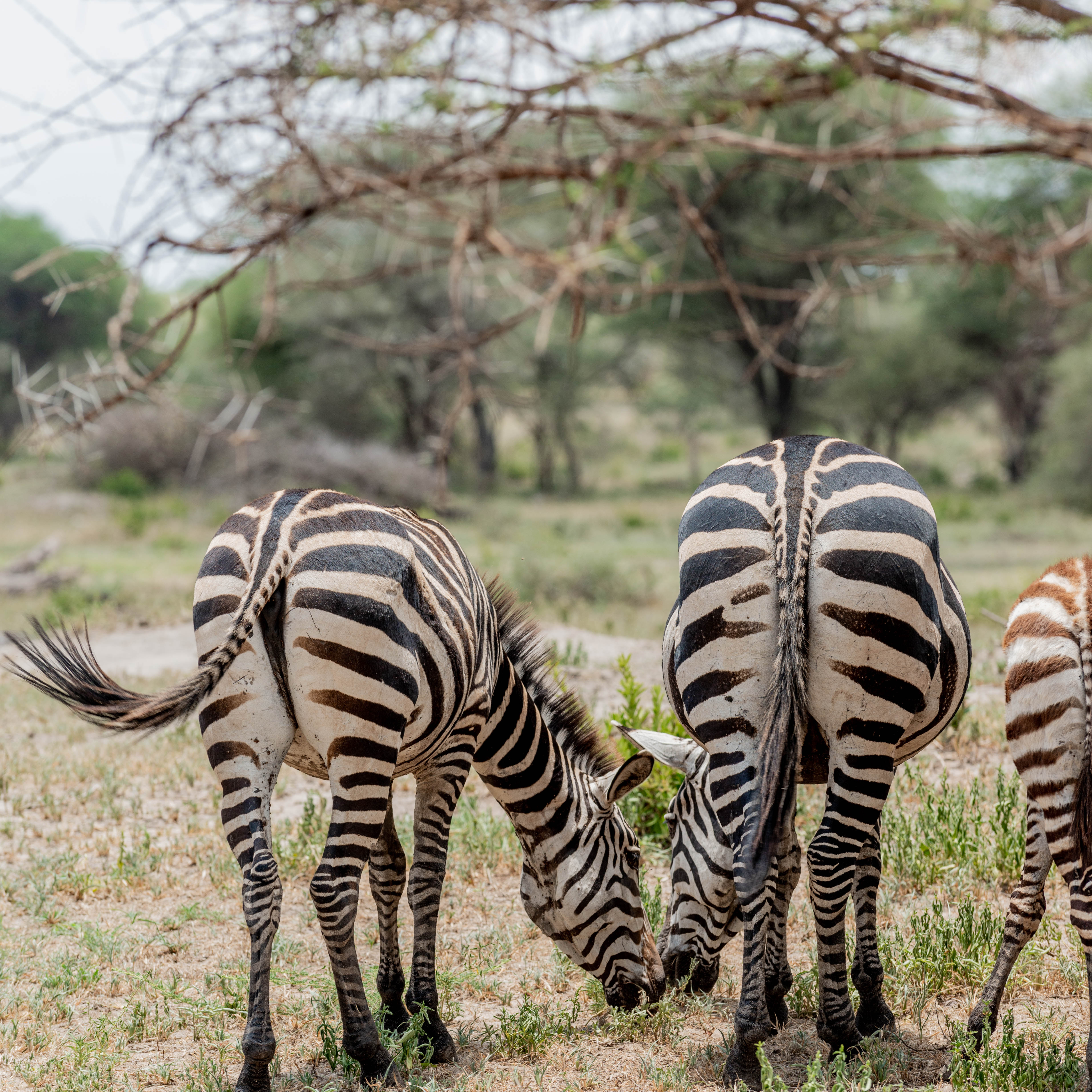 background image for - 4 Days Group Shared Safari