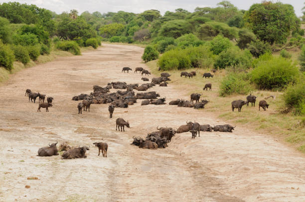 background image for - Best 4 days Serengeti Migration Safari