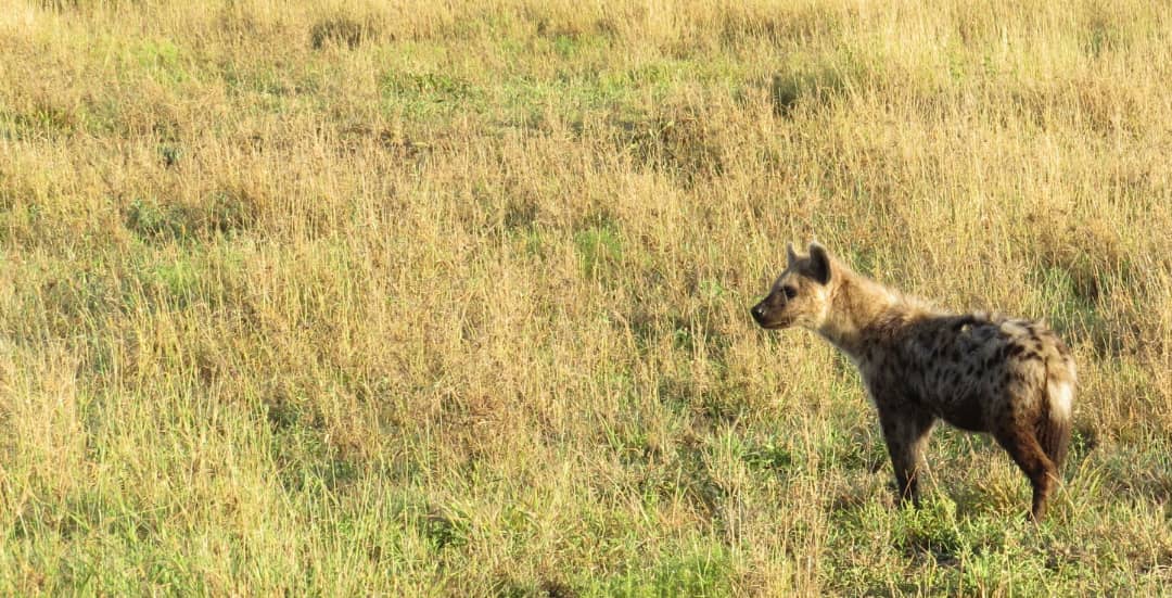 Image number 4 for Amazing Safari Serengeti and Ngorongoro