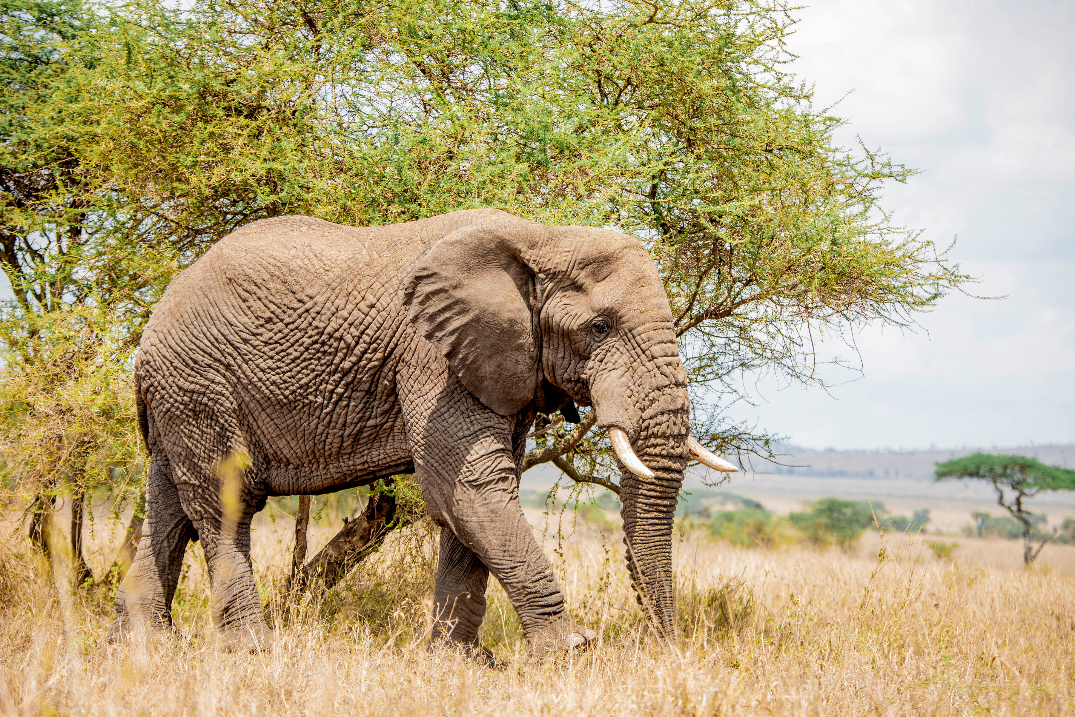 Image number 4 for Family Comfort Safari In Tanzania