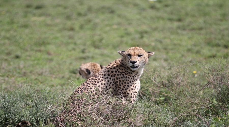 background image for - 5 Days Tanzania Serengeti Safari Tour Package 