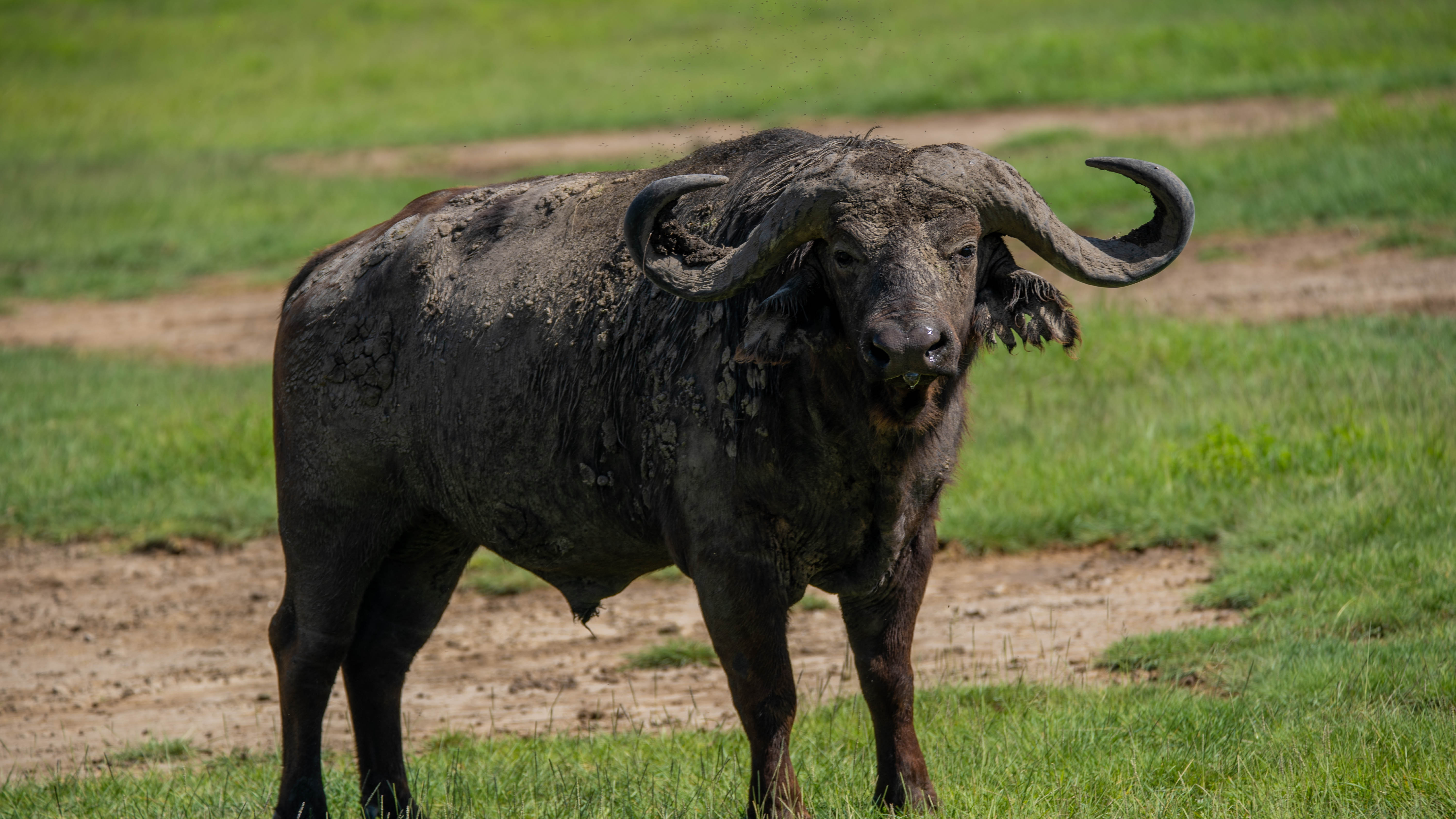 background image for - Best 2 Day Safari From Zanzibar