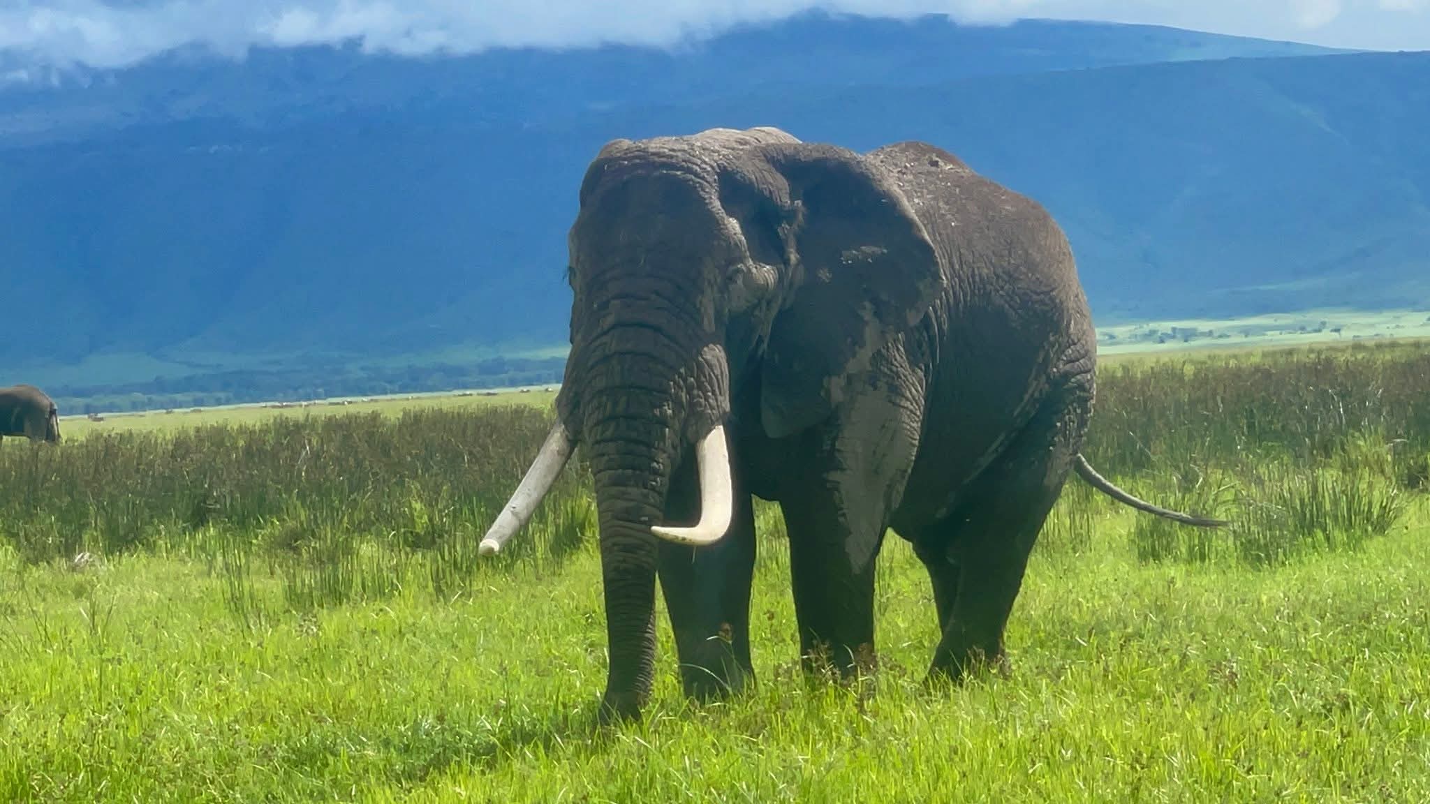 Image number 3 for Tanzania Safari: A Journey Into Africa’s Untamed Heart