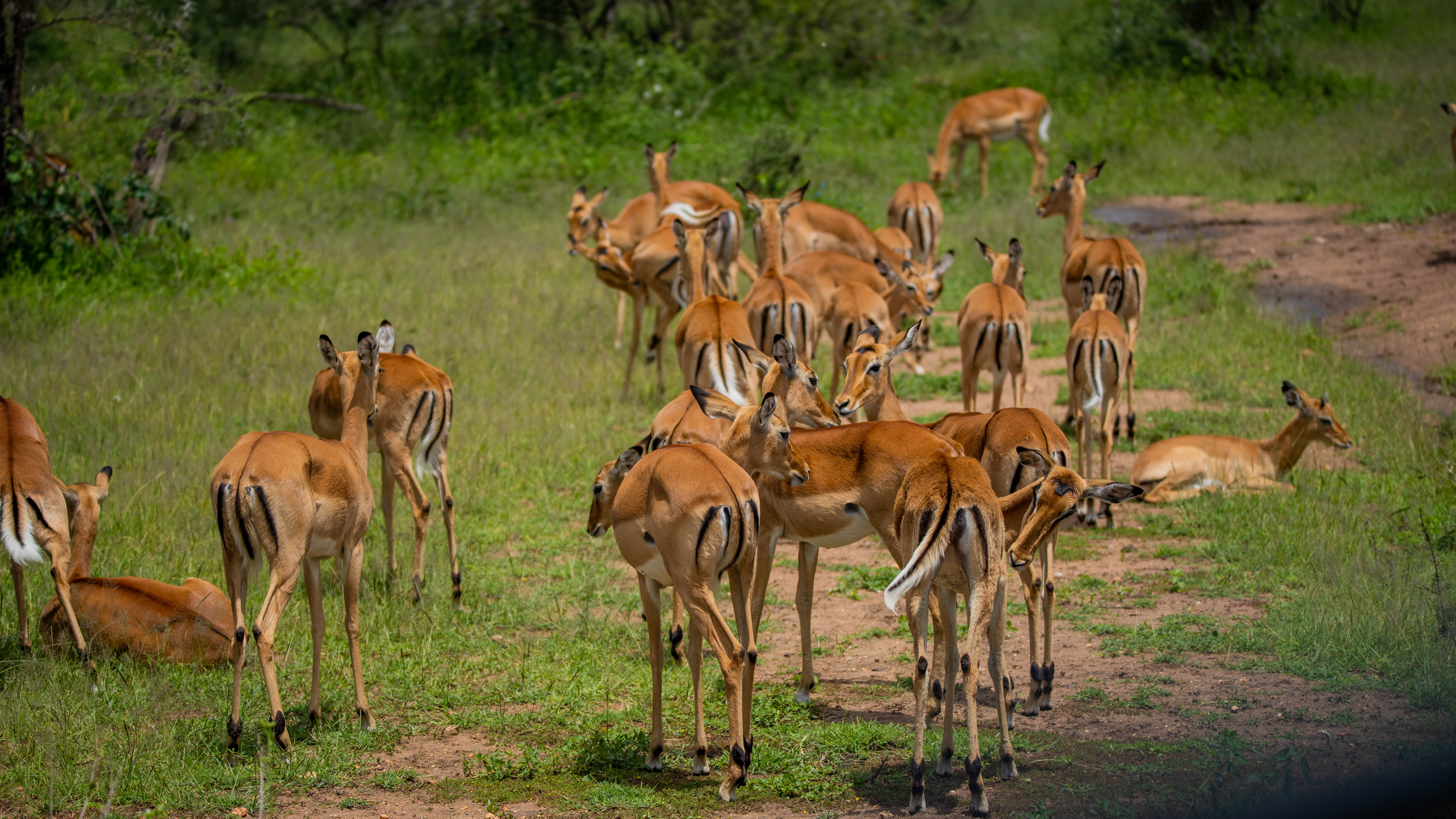 Image number 3 for Best 2 Day Safari From Zanzibar