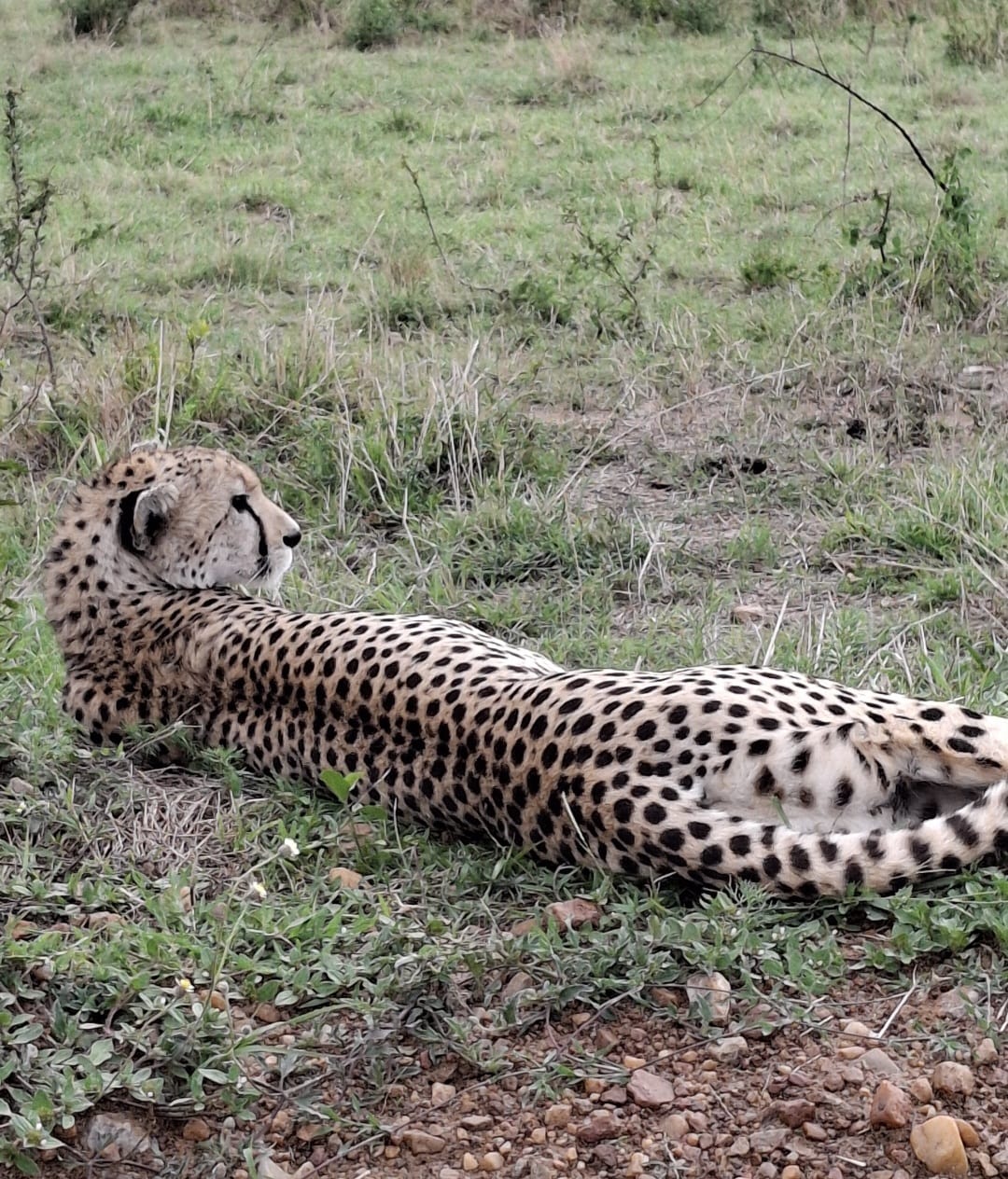 Image number 3 for 4 Days/ 3 Nights Mara Nakuru