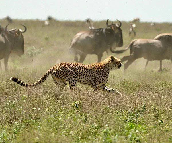 Image number 5 for Memorable Safari In Tarangire | Ngorongoro | Manyara 