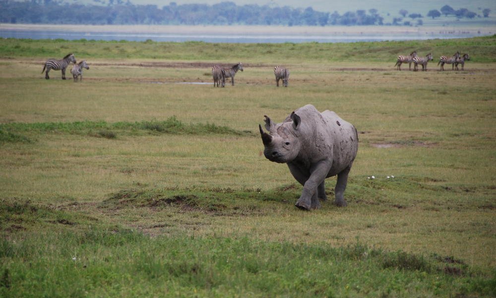 background image for - 7 Days 6 Nights Tanzania Safaris