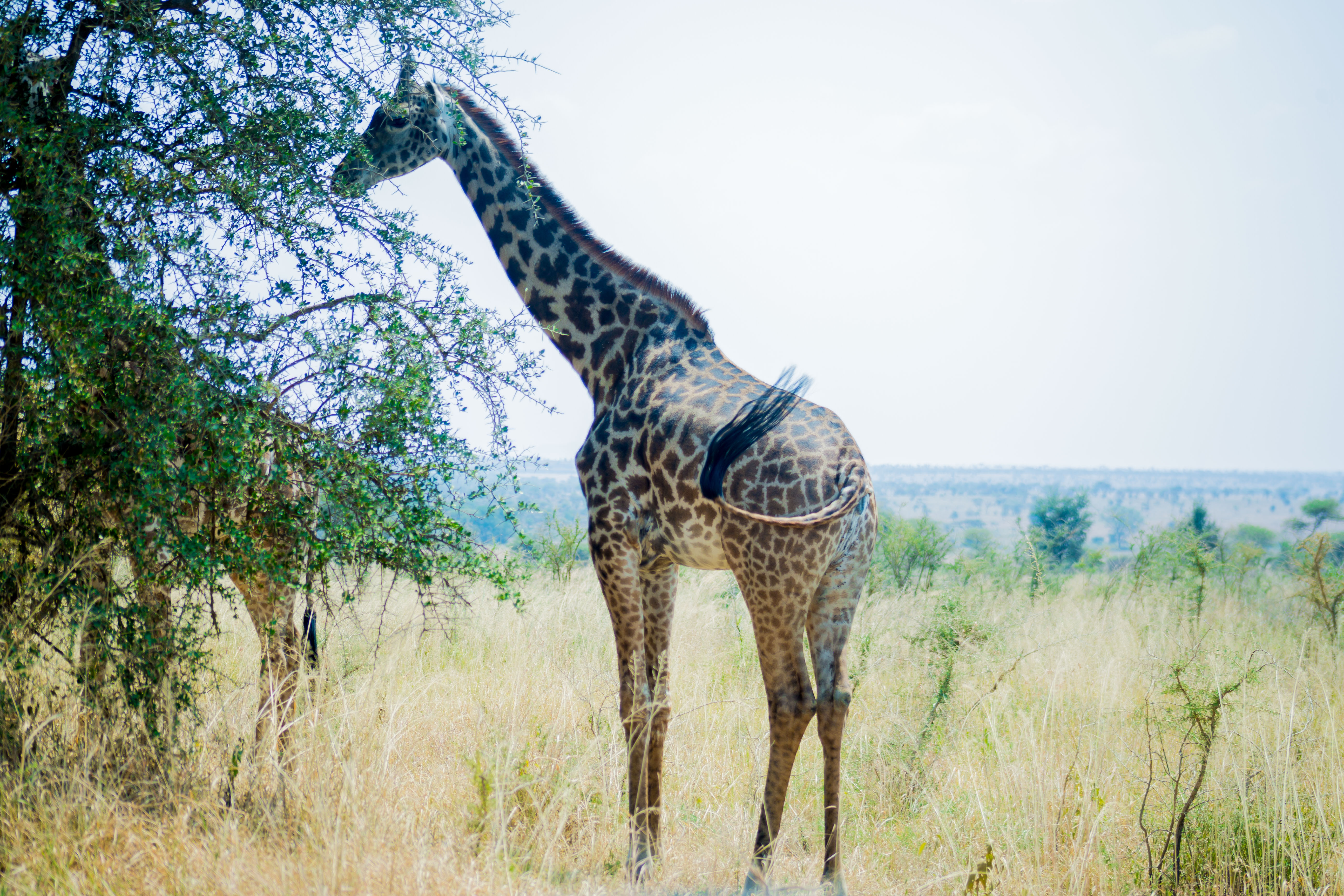 Image number 4 for The Unforgettable 6 Days Tanzania Safari.