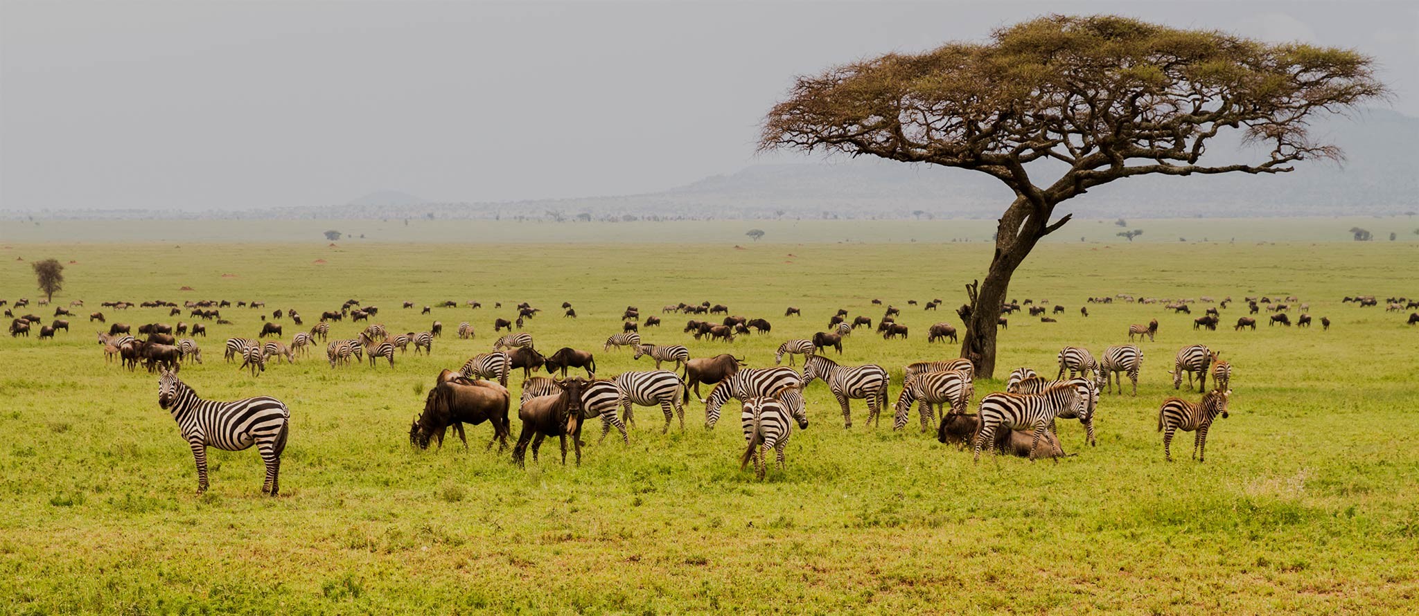 Image number 4 for 2-Day Fly-in Safari From Zanzibar.