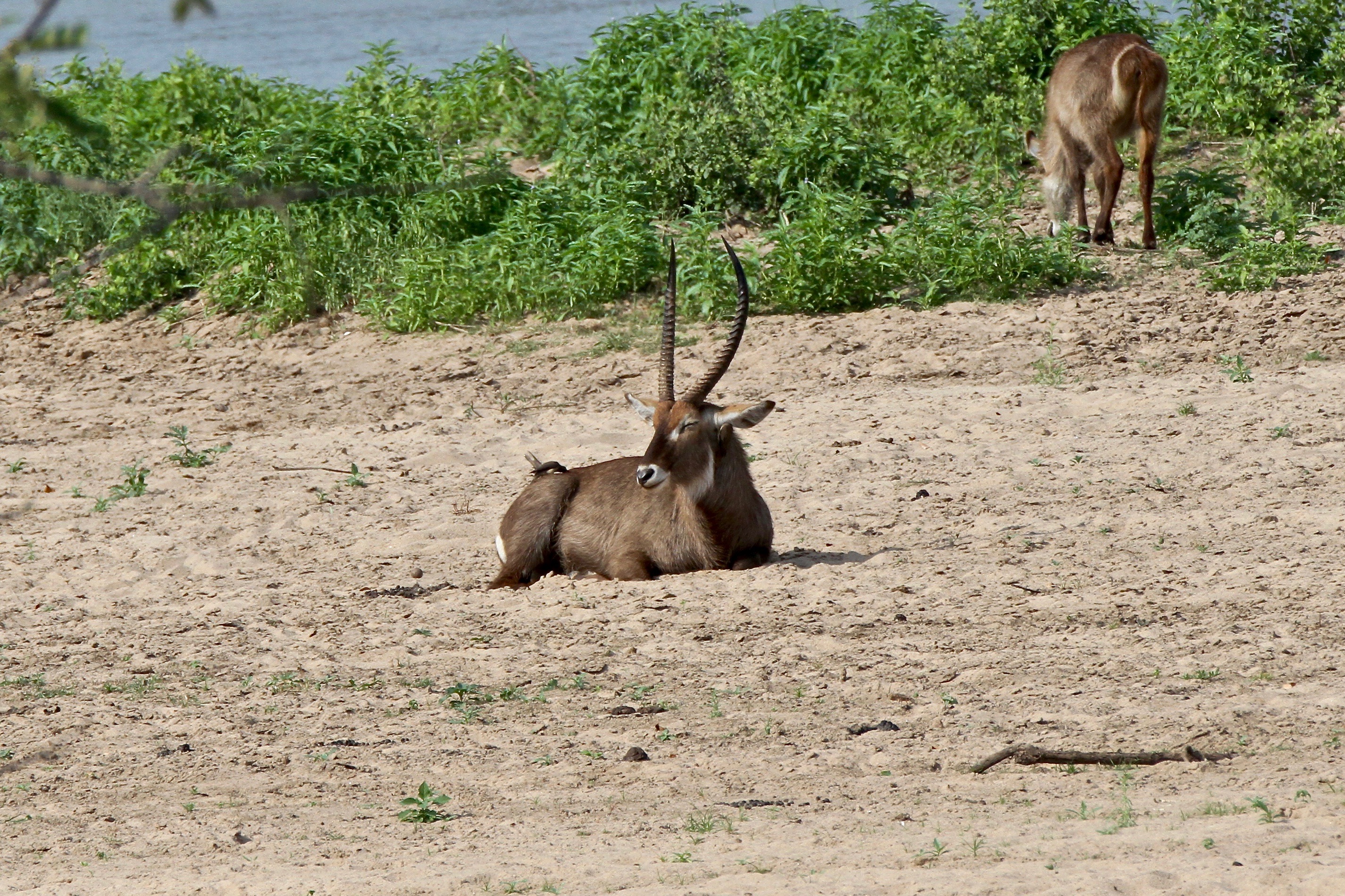 background image for - Escape To Mikumi National Park 