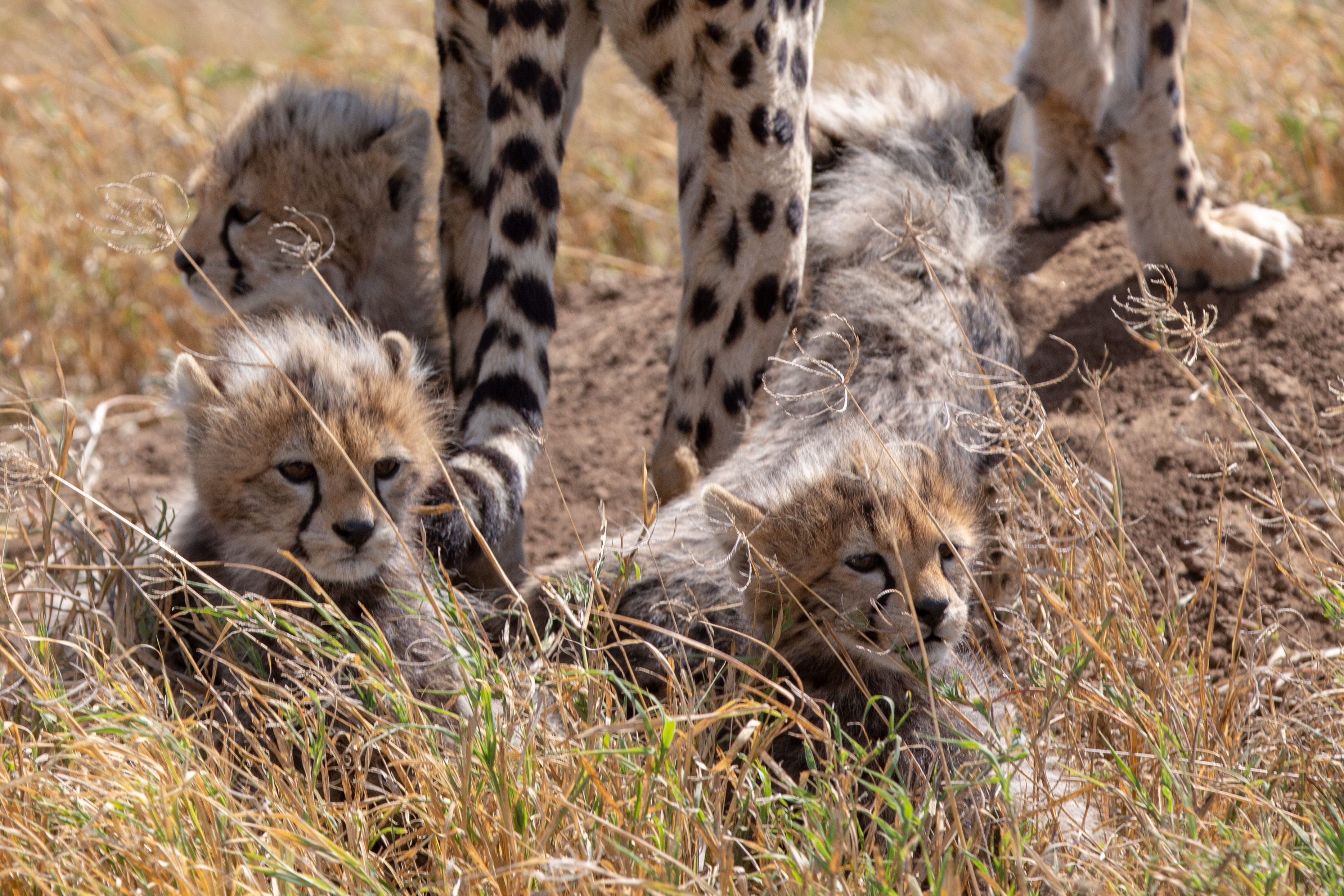 background image for - 8 Days Serengeti Migration Safari July
