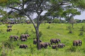 Image number 6 for 3 Days 2 Nights Ngorongoro Crater,tarangire And Manyara National Park