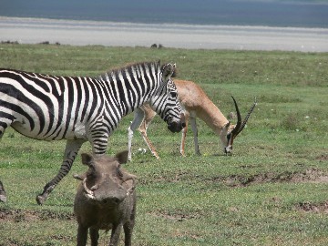 Image number 2 for Tanzania Safari Tarangire Serengeti Ngorongoro