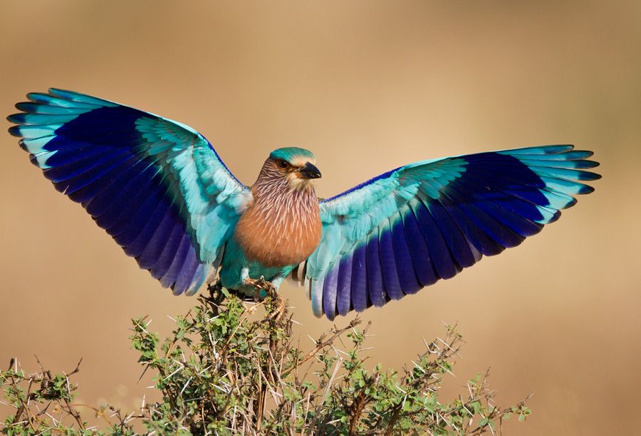 Image number 3 for 5 Day : Explore Ruaha National Park From Dar-es-salaam