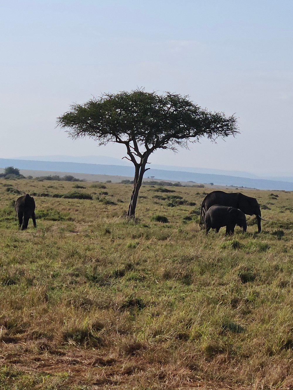 Image number 2 for  3 Days Masai Mara Big Five Safari