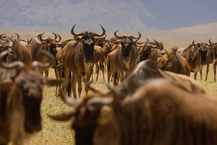 Image number 6 for Tarangire, Serengeti And Ngorongoro Crater