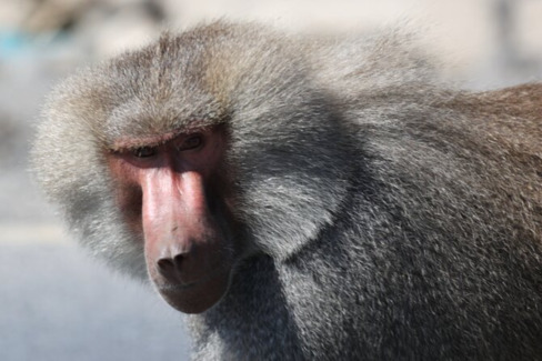 Image number 5 for Awash National Park Wildlife Safari Tour
