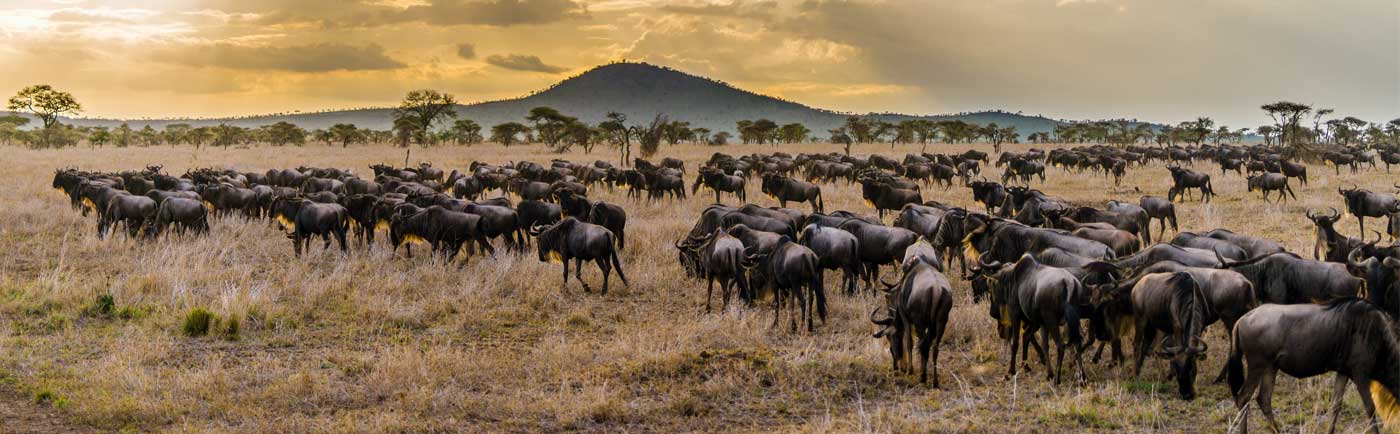 background image for - 9-Day Wildebeest Migration Safari