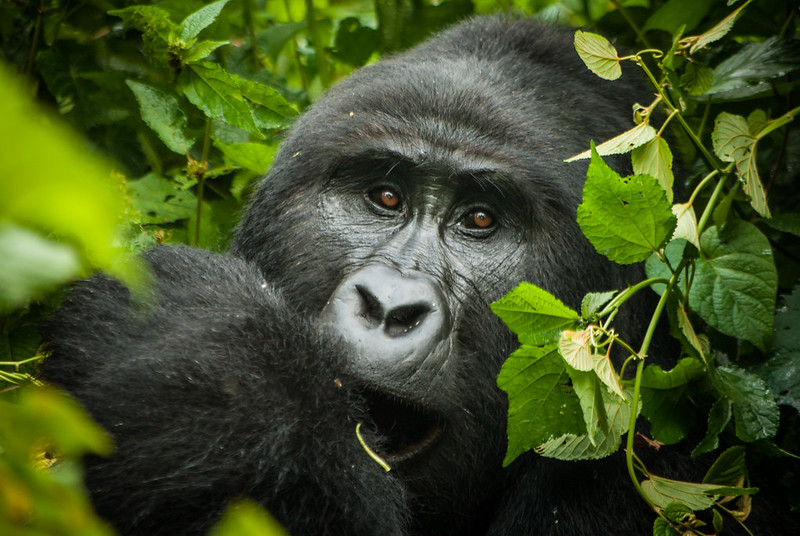 background image for - Gorilla Chimpanzee Trekking Safari