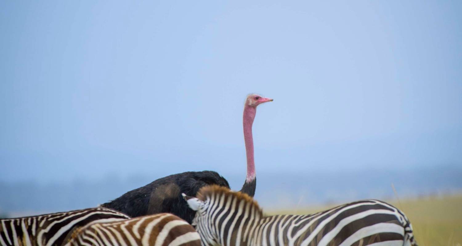 Image number 5 for Tanzania Midrange Safari