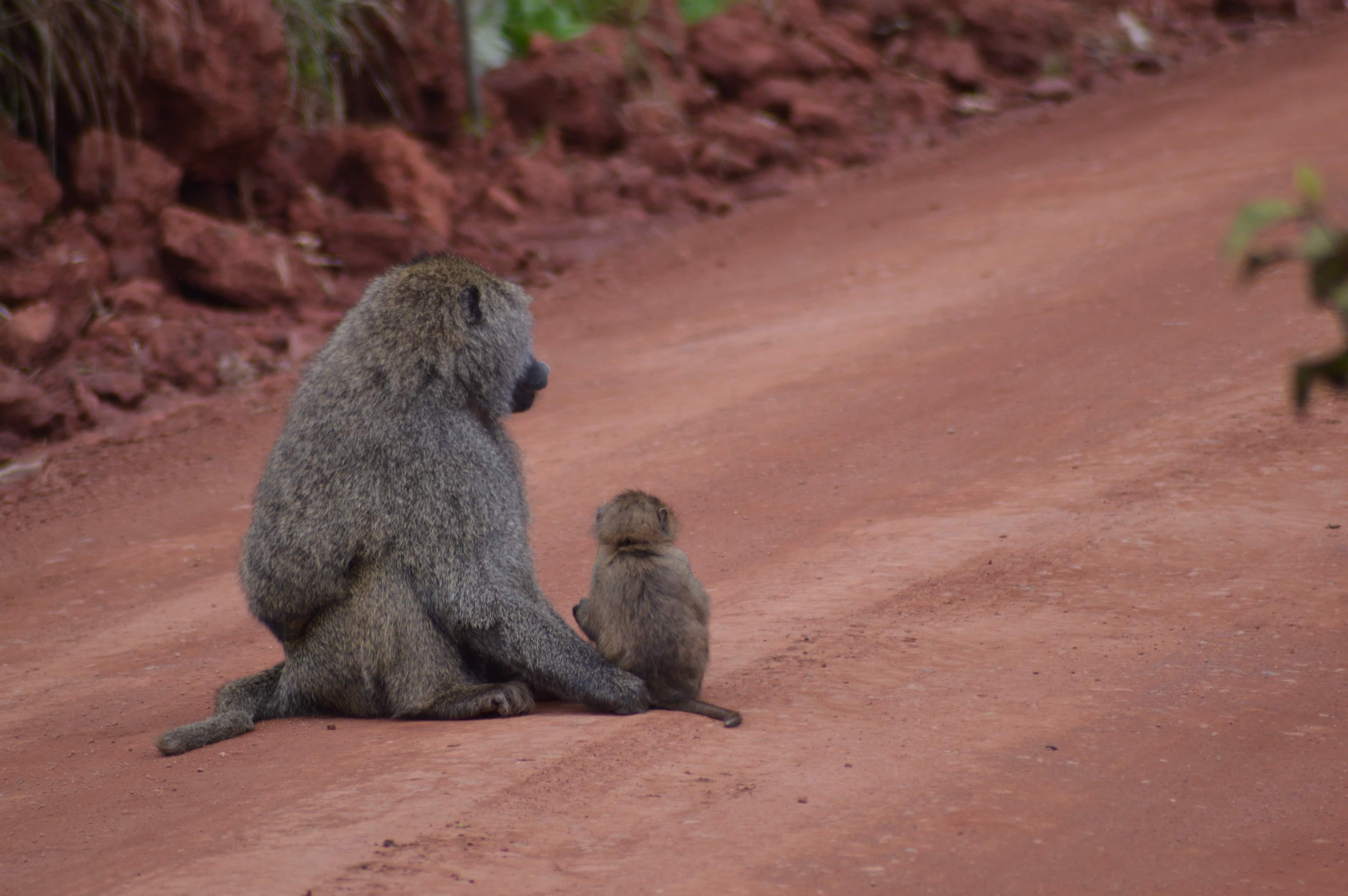 Image number 15 for 5-Day Safari Experience