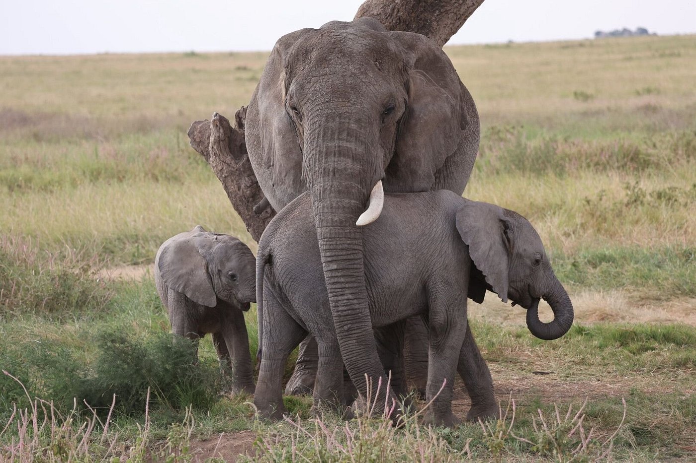 Image number 4 for Tanzania Midrange Safari
