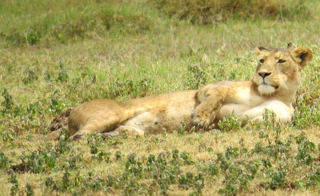 background image for - 3 Days Manyara, Ngorongoro & Tarangire