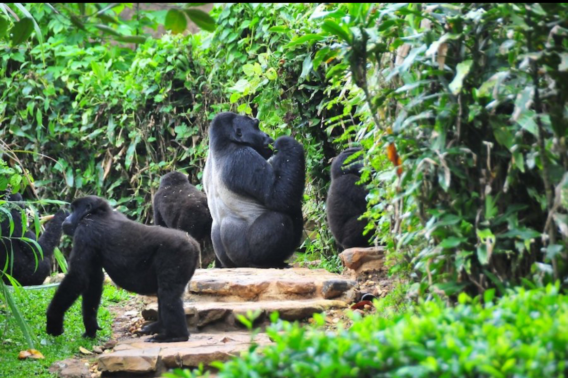 Image number 11 for 3- Day Uganda Gorilla Trekking Tour 