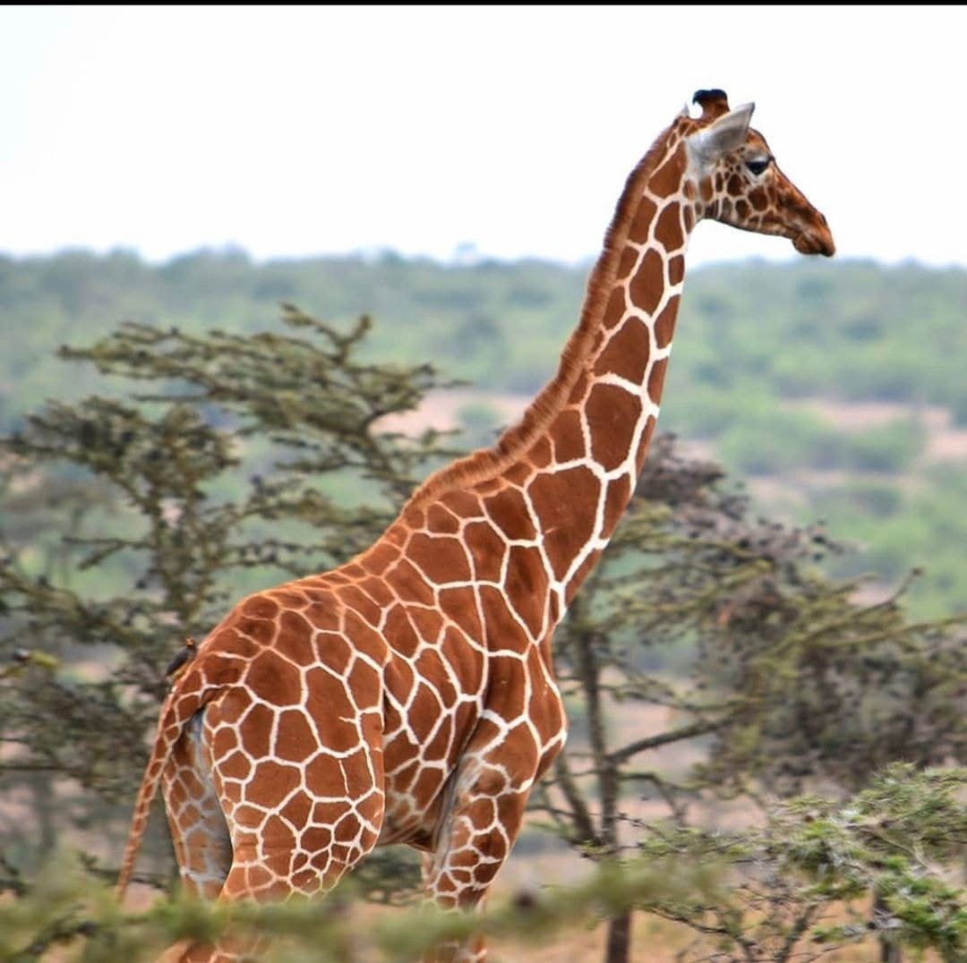 Image number 3 for 5 Days Tanzania Adventure Camping Safari