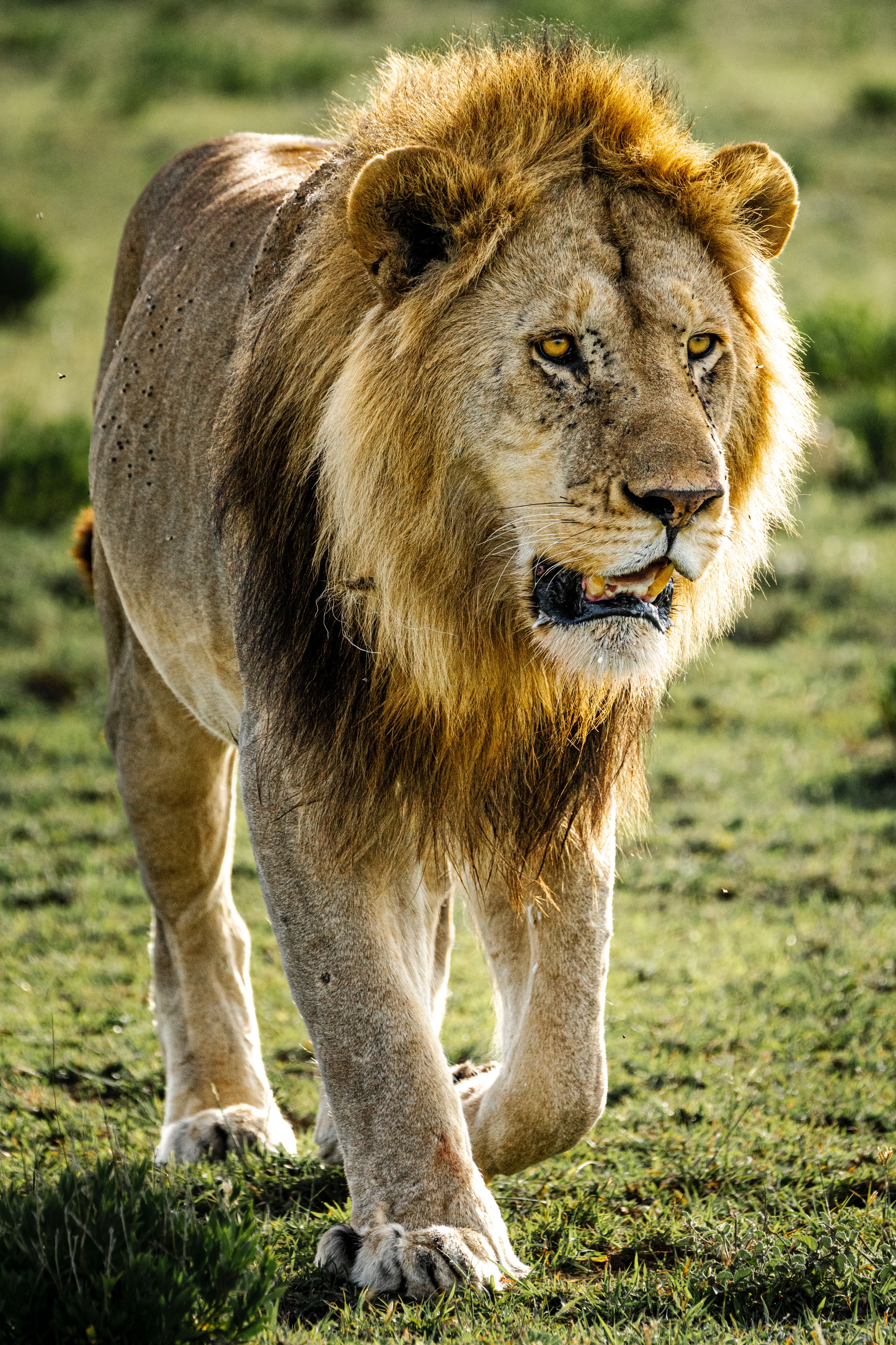 background image for - Best 1 Day Serengeti Safari From Mwanza