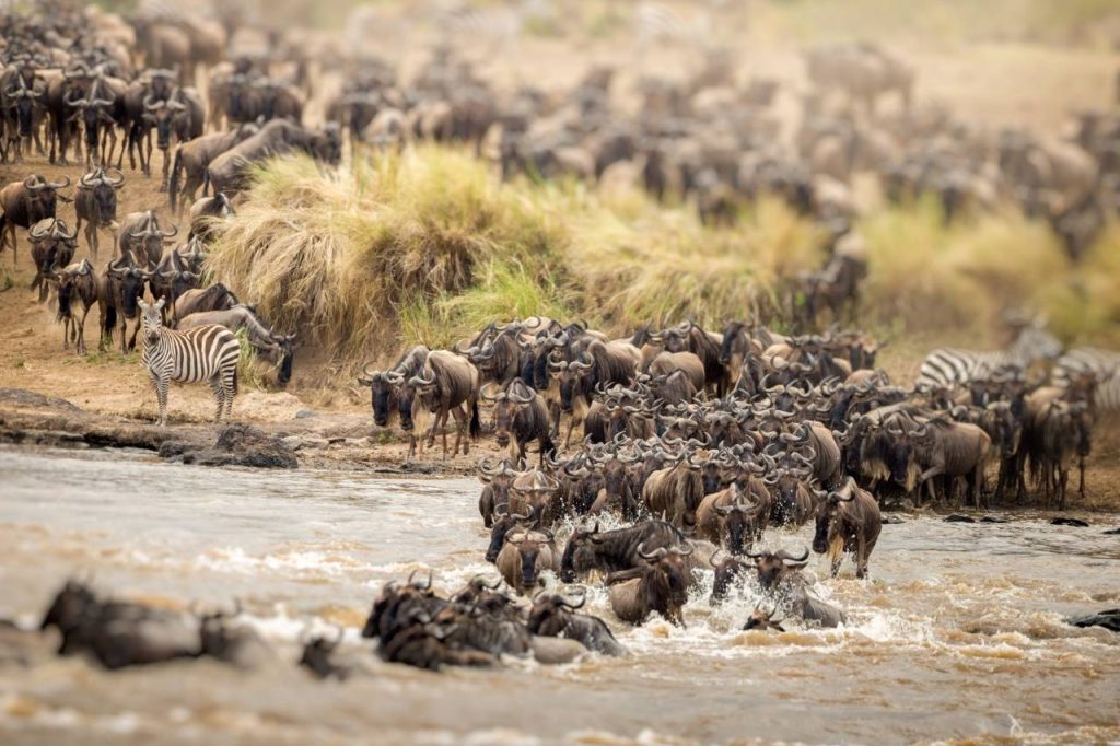 background image for - 5 Days Wildebeest Migration