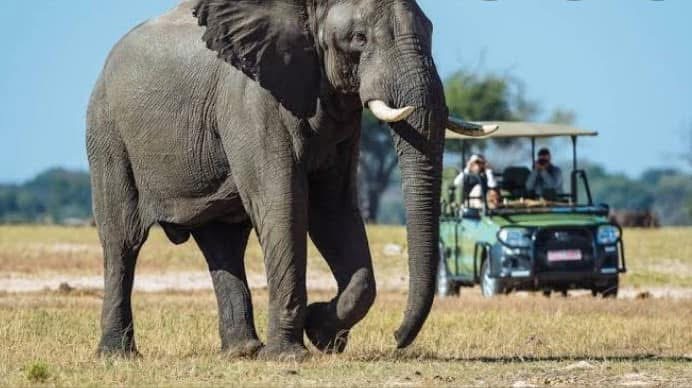background image for - Victoria Falls Game Drives
