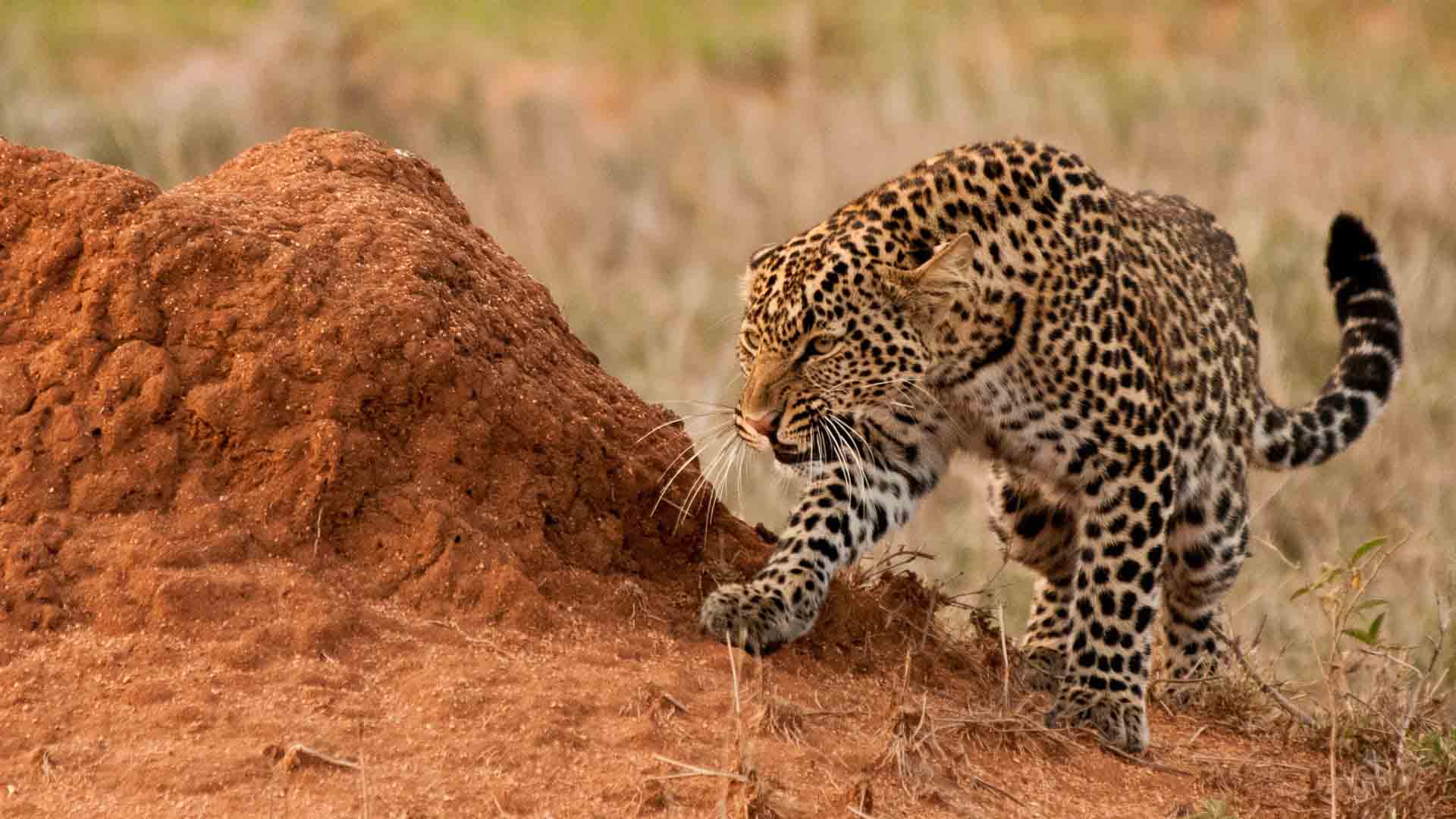 Image number 8 for Experience Maasai Mara: 3-Day Safari In 4x4 Jeep