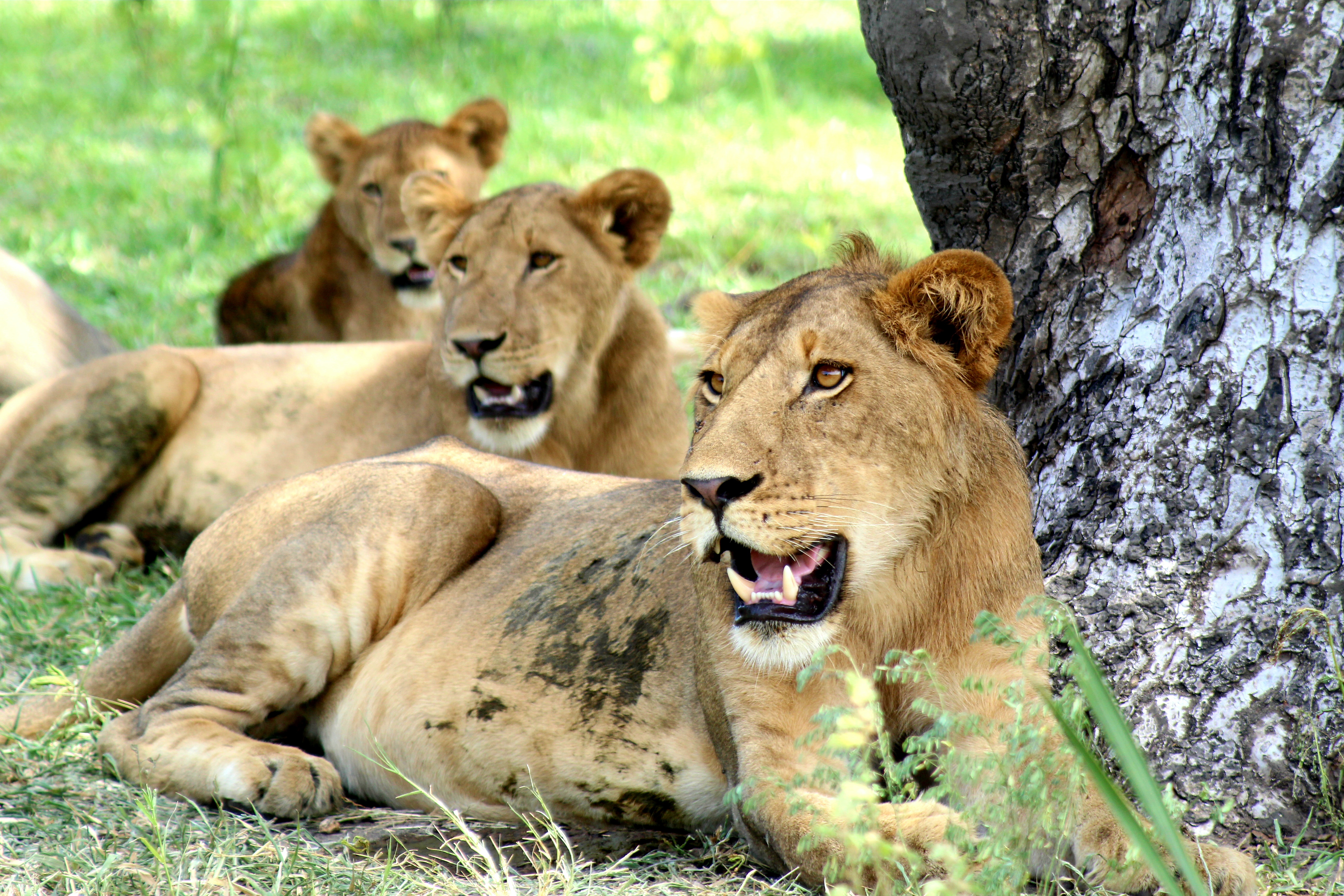Image number 3 for The Top Safari Experience Zanzibar-nyerere Np