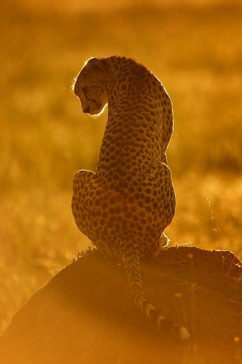 Image number 5 for 5- Day Fly-in Safari From Zanzibar.