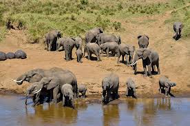 Image number 3 for Luxury Honeymoon Safari With Balloon Experience