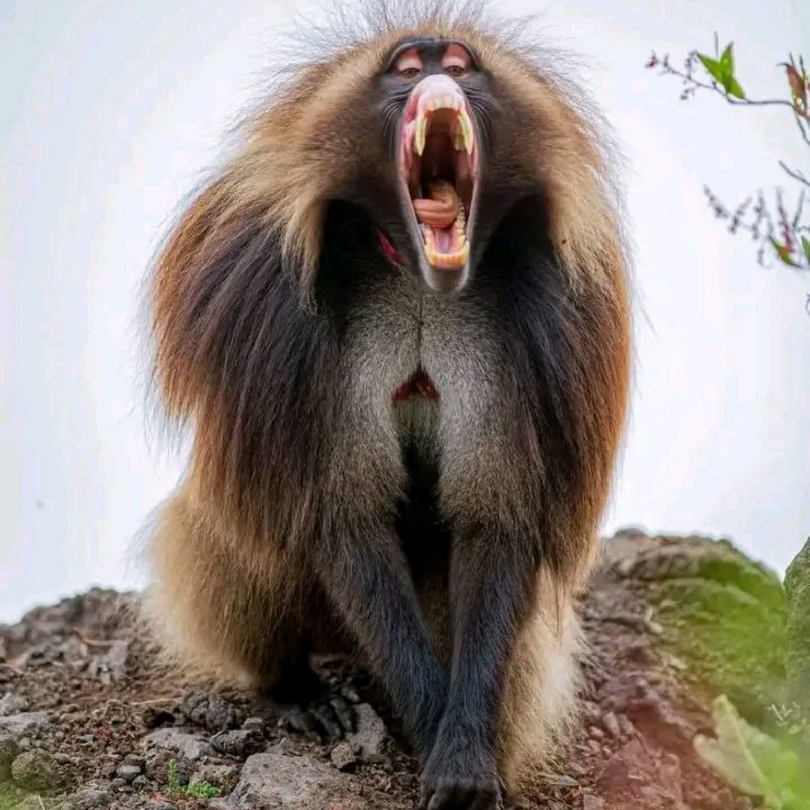 Image number 15 for 4 Days Simien Mountain Trekking & Wildlife Tour