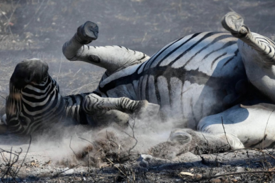 Image number 3 for Masai Mara Budget Safari Tour