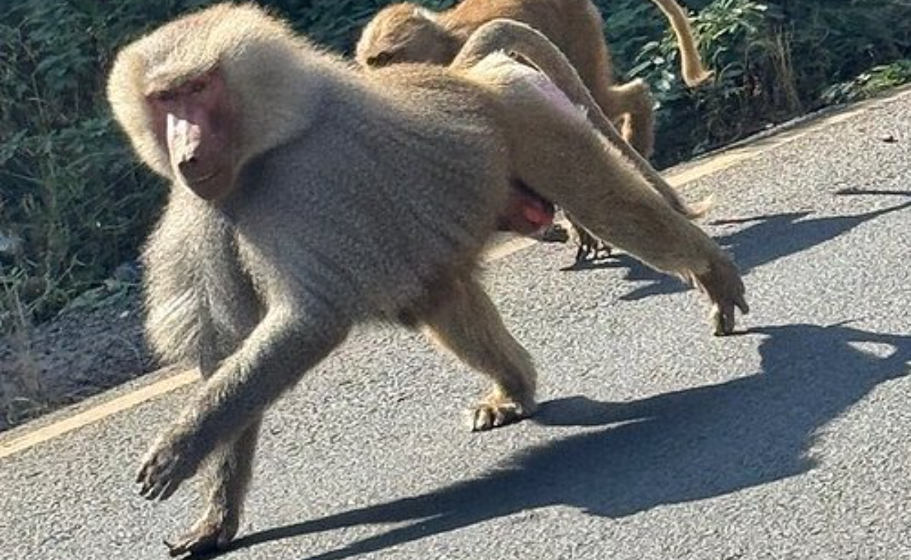 Image number 2 for  8 Days Harar, Awash & Bale Mountain Safari Tripe